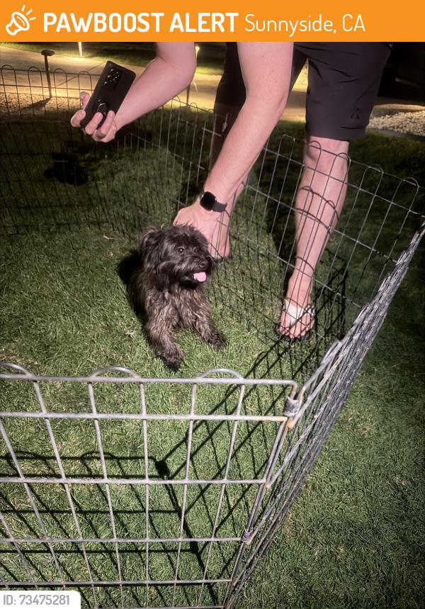 Found/Stray Male Dog last seen Clovis Ave and Fowler, Sunnyside, CA 93727