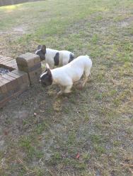 Reunited Female Dog last seen Whispering Pines, Olive Branch, MS 38654