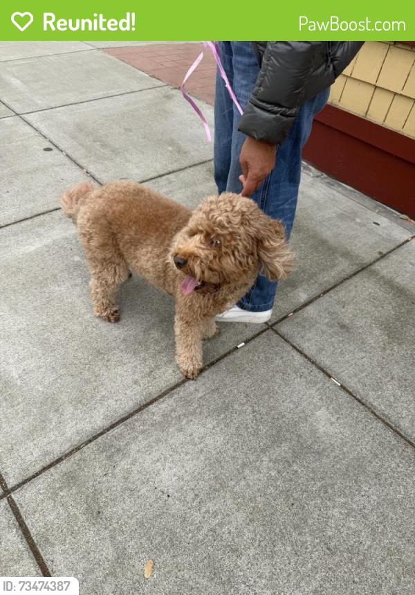 Reunited Female Dog last seen Balboa St, San Francisco, CA 94122