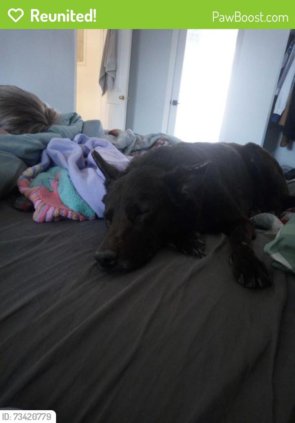 Reunited Male Dog last seen Main Street, Colorado Springs, CO 80911
