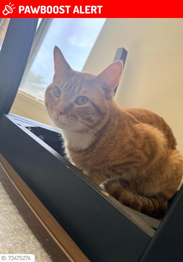 Lost Male Cat last seen The cat got lost in the Aldi's servant apmts in Montgomery Village, Montgomery Village, MD 20886