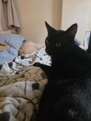 Lost Male Cat last seen Pleasant Run Parkeay, Indianapolis, IN 46203