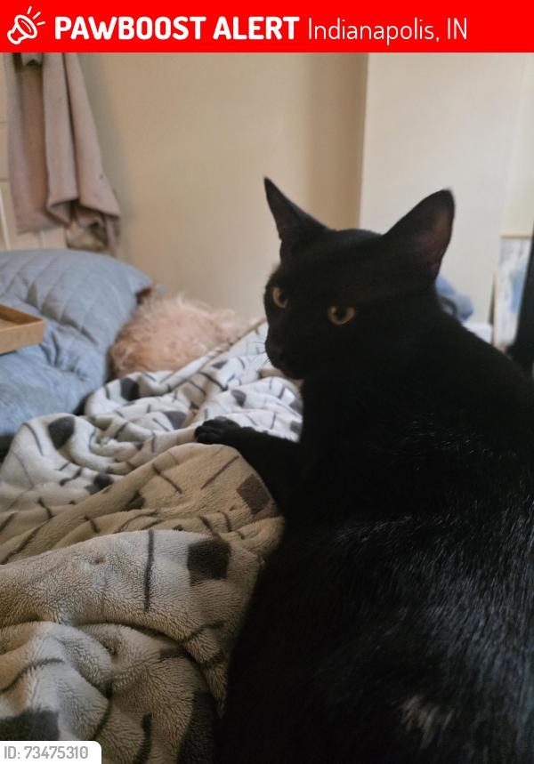 Lost Male Cat last seen Pleasant Run Parkeay, Indianapolis, IN 46203