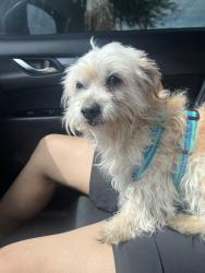 Reunited Male Dog last seen Revere and Ann, North Las Vegas, NV 89031