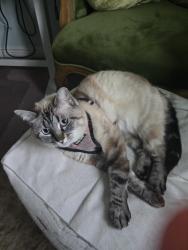 Lost Female Cat last seen Woodhaven blvd, Cottage ln, Eagle Mountain, UT 84005