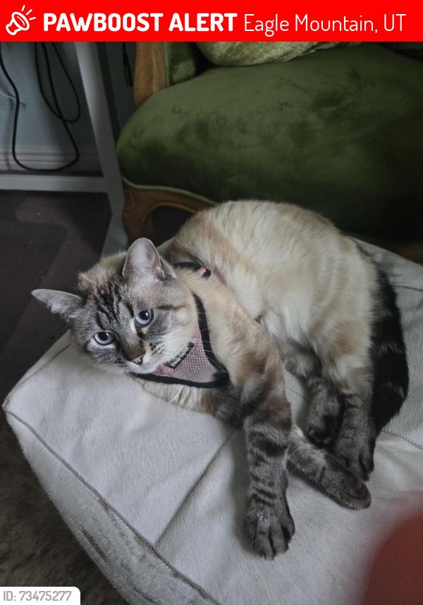 Lost Female Cat last seen Woodhaven blvd, Cottage ln, Eagle Mountain, UT 84005