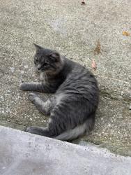 Found/Stray Male Cat last seen 73rd Main, Kansas City, MO 64114