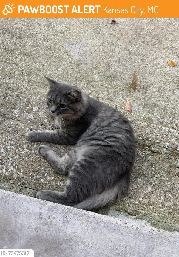 Found/Stray Male Cat last seen 73rd Main, Kansas City, MO 64114