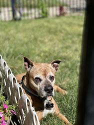 Lost Male Dog last seen Lost near Dickinson ave and Division ave Grand Rapids area, Grand Rapids, MI 49507