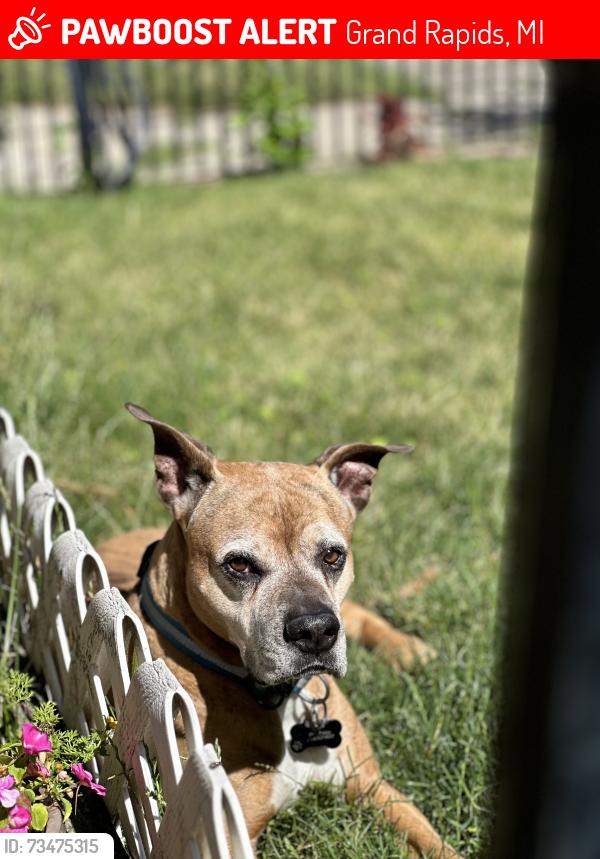 Lost Male Dog last seen Lost near Dickinson ave and Division ave Grand Rapids area, Grand Rapids, MI 49507