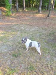 Reunited Female Dog last seen Whispering Pines, Olive Branch, MS 38654