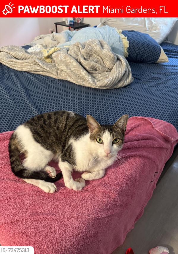 Lost Male Cat last seen Was lost inside of oak enclave apmts community, Miami Gardens, FL 33056