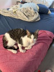 Lost Male Cat last seen Was lost inside of oak enclave apmts community, Miami Gardens, FL 33056