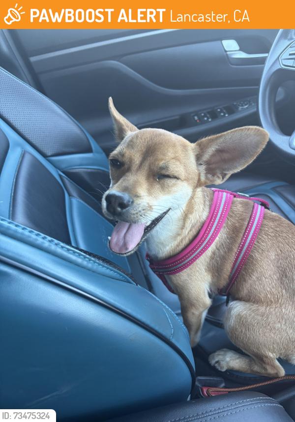 Found/Stray Female Dog last seen West milling and division, Lancaster, CA 93536