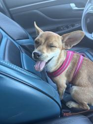 Found/Stray Female Dog last seen West milling and division, Lancaster, CA 93536