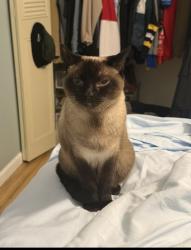 Reunited Female Cat last seen Moran Rd and Dix Hwy, Allen Park, MI 48101
