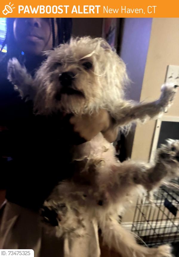 Found/Stray Female Dog last seen Solomon Xing, New Haven, CT 06515