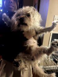 Found/Stray Female Dog last seen Solomon Xing, New Haven, CT 06515