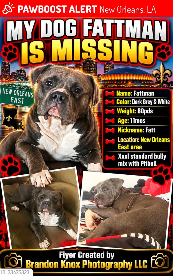 Lost Male Dog last seen I10 service rd and Dwyer, New Orleans, LA 70126