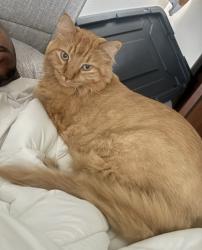 Reunited Male Cat last seen By Aquila Elementary, St. Louis Park, MN 55426