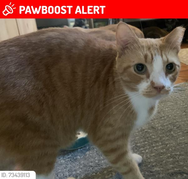 Lost Male Cat last seen Brigantine Court and Pope toad, St. Augustine Beach, FL 32080