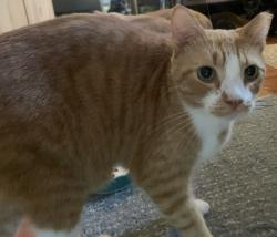 Lost Male Cat last seen Brigantine Court and Pope toad, St. Augustine Beach, FL 32080
