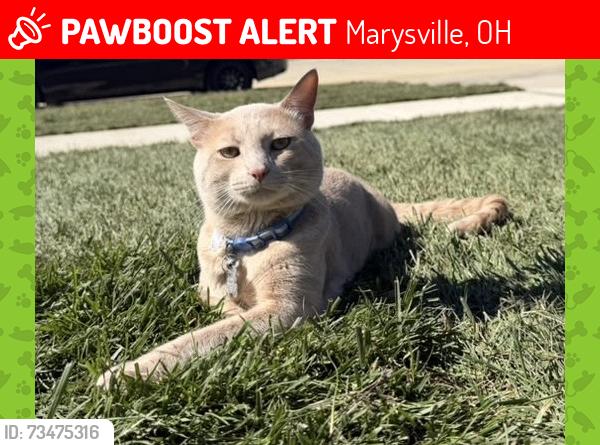 Lost Male Cat last seen Golf club Marysville, Marysville, OH 43040