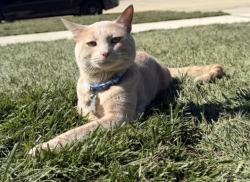 Lost Male Cat last seen Golf club Marysville, Marysville, OH 43040