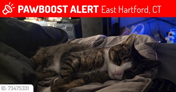 Lost Female Cat last seen Oak st and burnbrooke, East Hartford, CT 06118