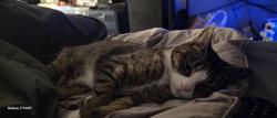 Lost Female Cat last seen Oak st and burnbrooke, East Hartford, CT 06118