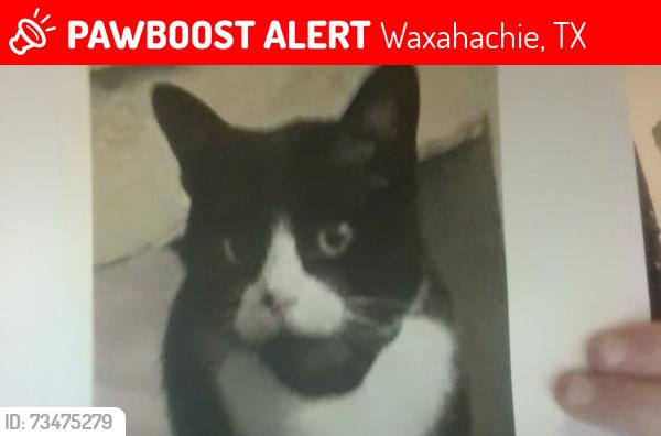Lost Male Cat last seen near Jimmy ray elementary and highway 287, Waxahachie, TX 75165