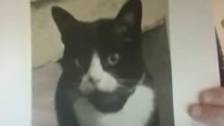 Lost Male Cat last seen near Jimmy ray elementary and highway 287, Waxahachie, TX 75165