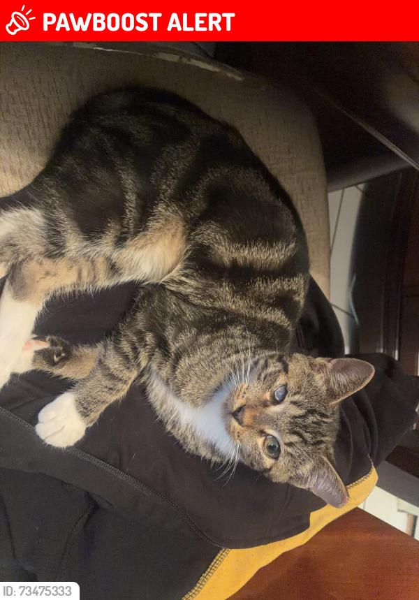 Lost Male Cat last seen Lauderdale Lakes, Lauderdale Lakes, FL 33319