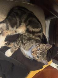 Lost Male Cat last seen Lauderdale Lakes, Lauderdale Lakes, FL 33319