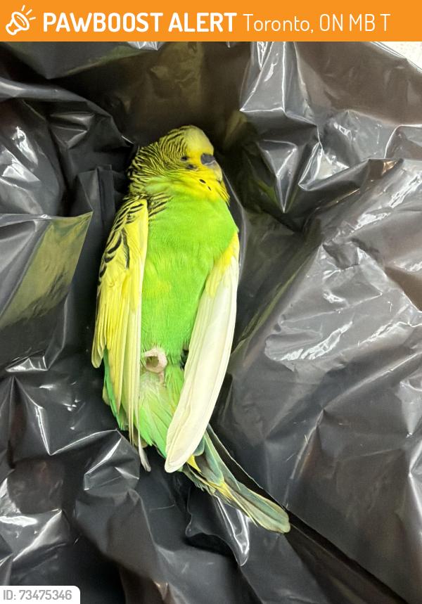 Found/Stray Unknown Bird last seen Oconnor ave, Toronto, ON M4B 2T8