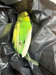 Found/Stray Unknown Bird last seen Oconnor ave, Toronto, ON M4B 2T8