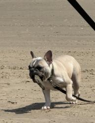 Lost Female Dog last seen Near south Seminole, Chattanooga, TN 37411