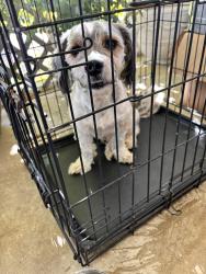 Found/Stray Male Dog last seen South Main Street, Winston-Salem, NC 27127