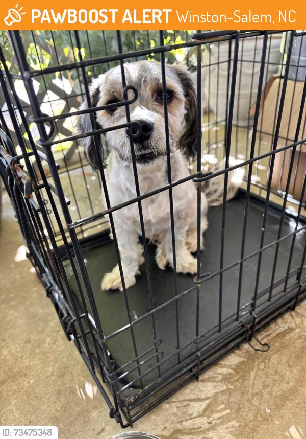 Found/Stray Male Dog last seen South Main Street, Winston-Salem, NC 27127