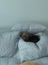 Lost Female Dog last seen francisco da cruz nunes, Piratininga, RJ 