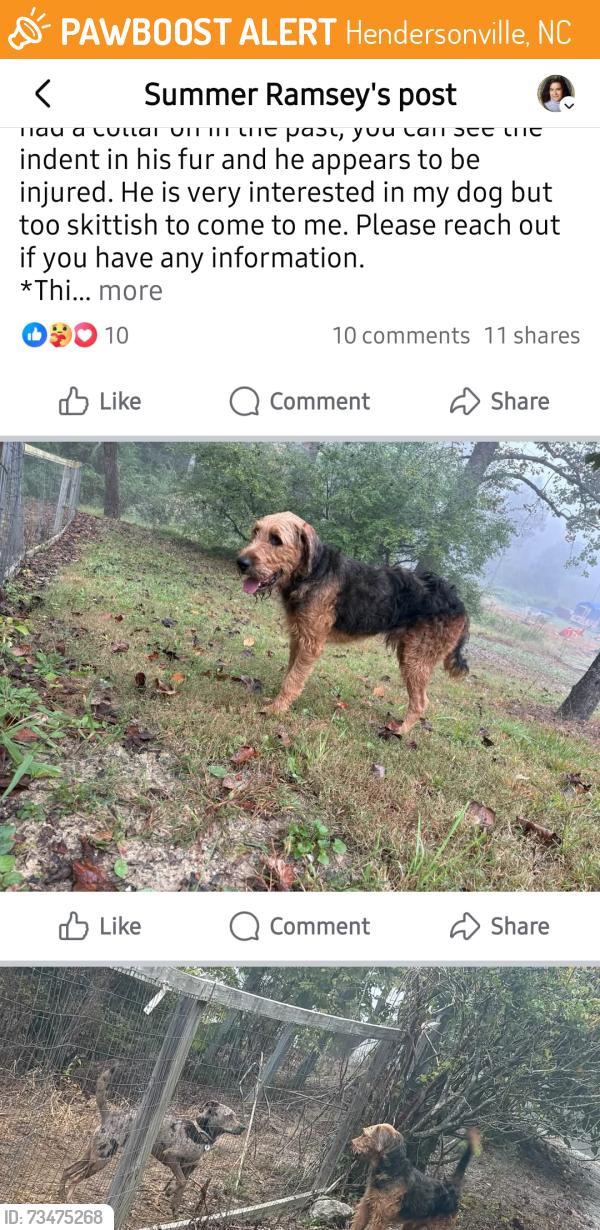 Found/Stray Male Dog last seen River Rd, Willow Rd, Hebron Rd, Pleasant Grove Rd, Etowah School Rd, Mallet Rd, Dalton Rd, Hendersonville, NC 28739