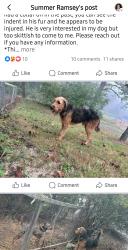 Found/Stray Male Dog last seen River Rd, Willow Rd, Hebron Rd, Pleasant Grove Rd, Etowah School Rd, Mallet Rd, Dalton Rd, Hendersonville, NC 28739
