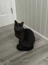 Reunited Male Cat last seen Commack Road, Brentwood, NY 11717
