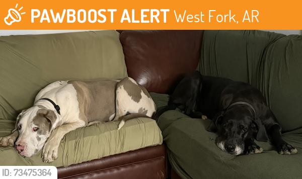 Found/Stray Male Dog last seen Close to Devils Den, West Fork, AR 72774