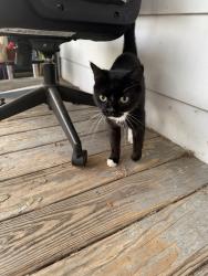 Found/Stray Female Cat last seen Harper and Triangle Pl, Fayetteville, NC 28312
