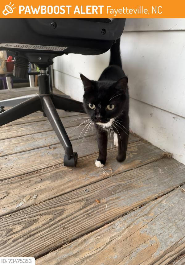 Found/Stray Female Cat last seen Harper and Triangle Pl, Fayetteville, NC 28312
