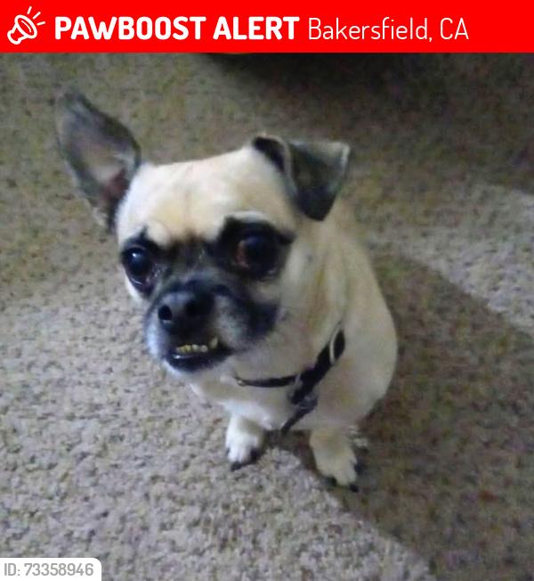 Lost Male Dog last seen N.kern and bernard street, Bakersfield, CA 93306