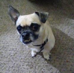 Lost Male Dog last seen N.kern and bernard street, Bakersfield, CA 93306