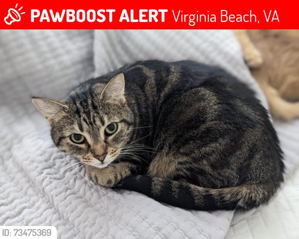 Lost Female Cat last seen Could be in the neighborhood potentially, could be further, Virginia Beach, VA 23456