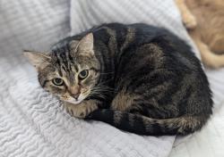 Lost Female Cat last seen Could be in the neighborhood potentially, could be further, Virginia Beach, VA 23456